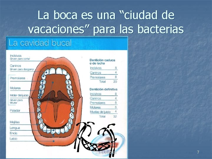 La boca es una “ciudad de vacaciones” para las bacterias Aula Actual 7 