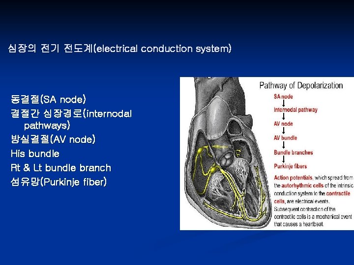 심장의 전기 전도계(electrical conduction system) 동결절(SA node) 결절간 심장경로(internodal pathways) 방실결절(AV node) His bundle