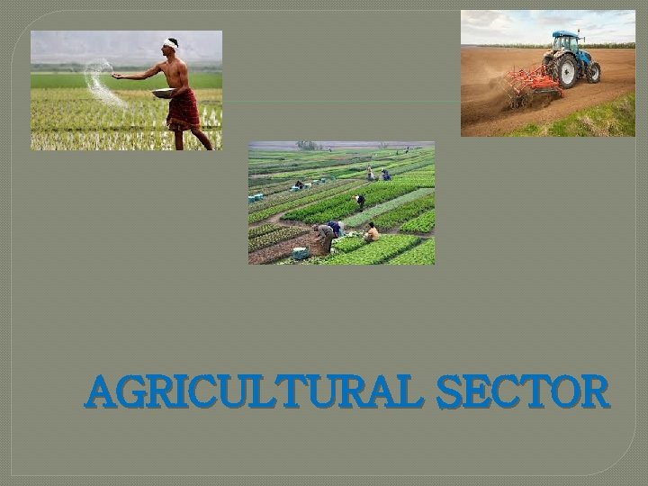 AGRICULTURAL SECTOR 