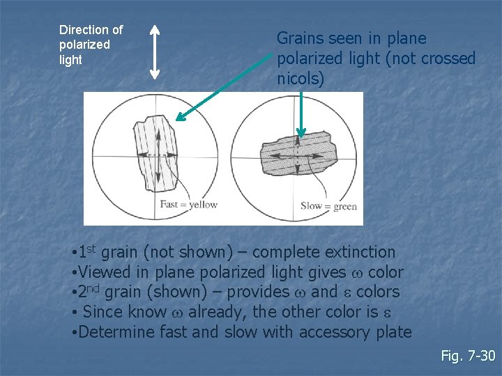 Direction of polarized light Grains seen in plane polarized light (not crossed nicols) •