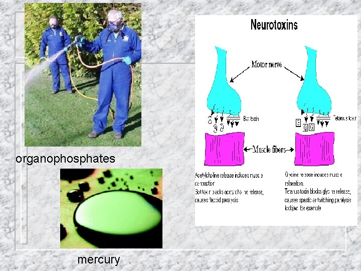organophosphates mercury 