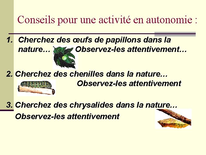 Conseils pour une activité en autonomie : 1. Cherchez des œufs de papillons dans