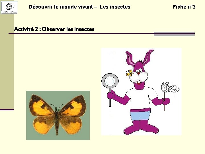 Découvrir le monde vivant – Les insectes Activité 2 : Observer les insectes Fiche