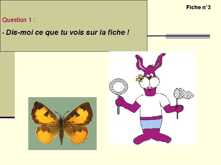 Découvrir le monde vivant – Les insectes Question 1 : Activité 2 : Observer