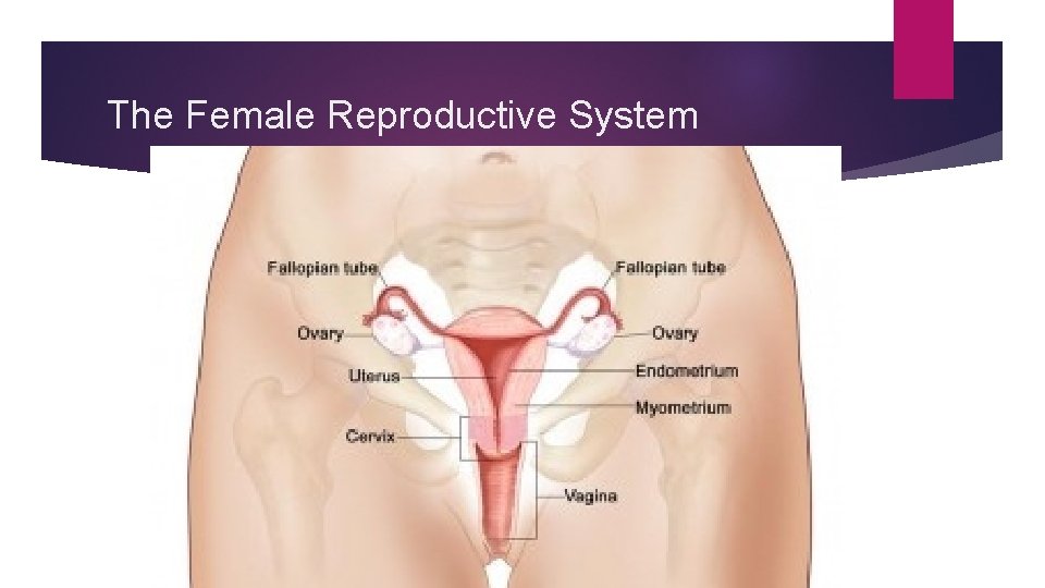 The Female Reproductive System 