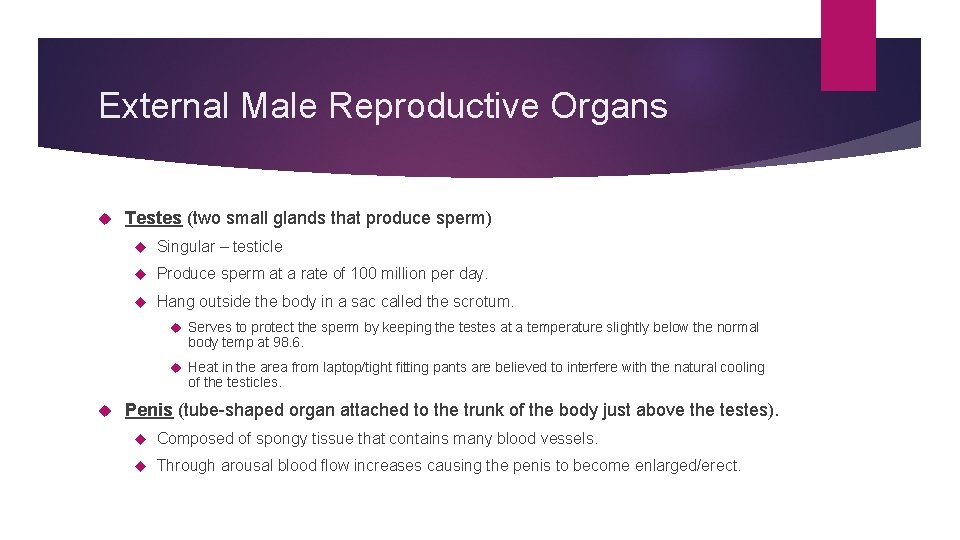 External Male Reproductive Organs Testes (two small glands that produce sperm) Singular – testicle