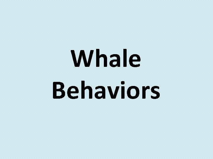 Whale Behaviors 