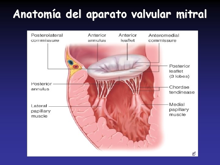 Anatomía del aparato valvular mitral 