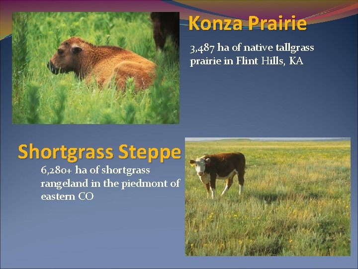 Konza Prairie 3, 487 ha of native tallgrass prairie in Flint Hills, KA Shortgrass