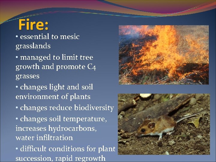 Fire: • essential to mesic grasslands • managed to limit tree growth and promote