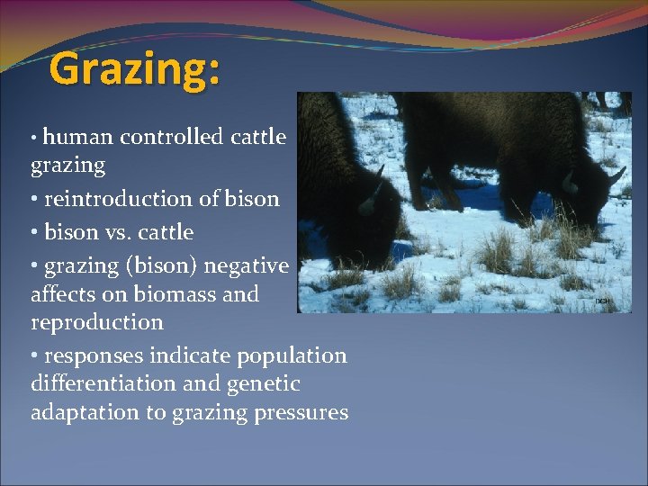 Grazing: • human controlled cattle grazing • reintroduction of bison • bison vs. cattle