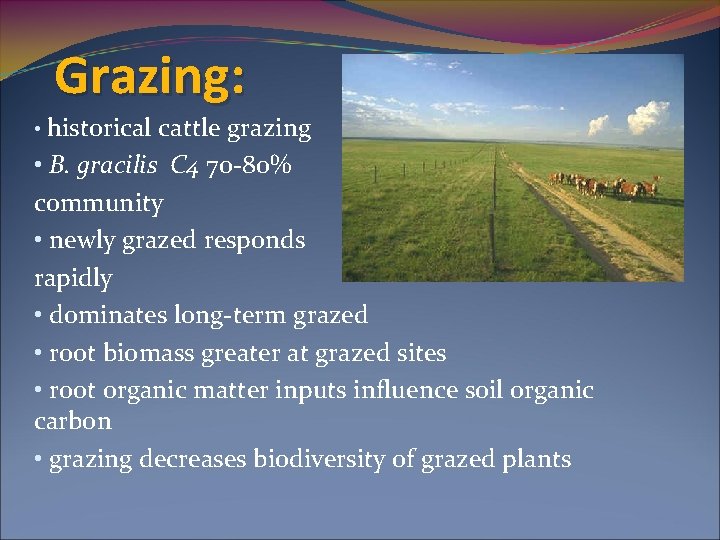 Grazing: • historical cattle grazing • B. gracilis C 4 70 -80% community •