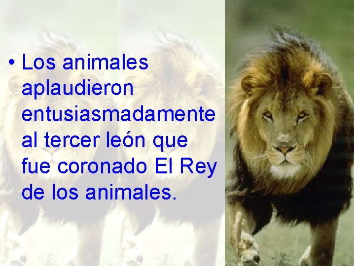  • Los animales aplaudieron entusiasmadamente al tercer león que fue coronado El Rey