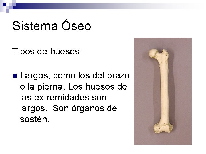 Sistema Óseo Tipos de huesos: n Largos, como los del brazo o la pierna. Sistema Óseo Tipos de huesos: n Largos, como los del brazo o la pierna.