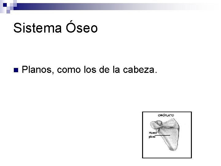 Sistema Óseo n Planos, como los de la cabeza. 