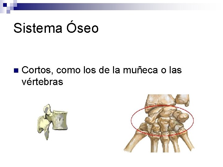 Sistema Óseo n Cortos, como los de la muñeca o las vértebras 