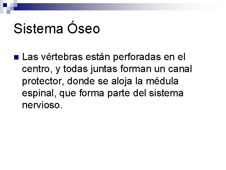 Sistema Óseo n Las vértebras están perforadas en el centro, y todas juntas forman