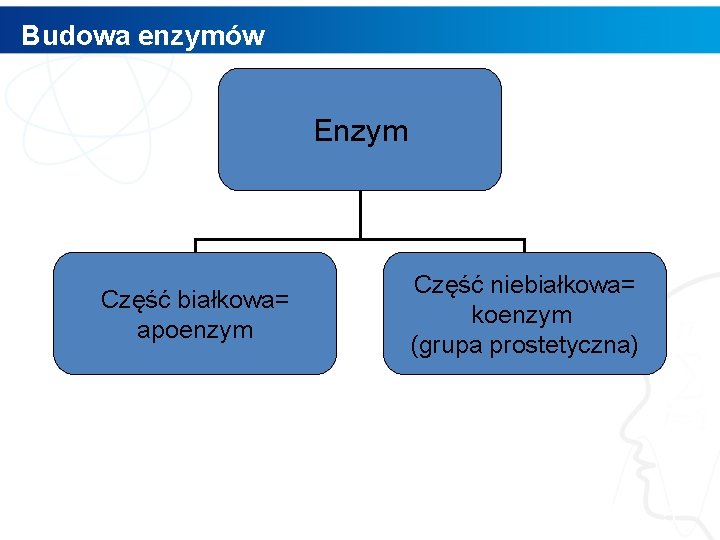 Budowa enzymów Enzym Część białkowa= apoenzym Część niebiałkowa= koenzym (grupa prostetyczna) 5 