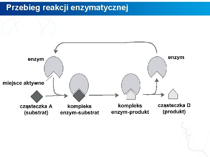 Przebieg reakcji enzymatycznej 7 