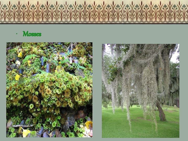 Mose Classification Classification of Lifesooooo many organisms Why Classify So