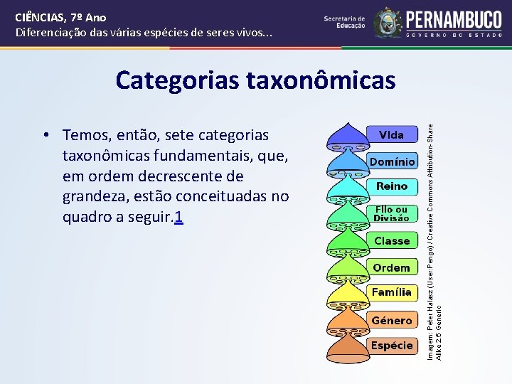 CIÊNCIAS, 7º Ano Diferenciação das várias espécies de seres vivos. . . • Temos, CIÊNCIAS, 7º Ano Diferenciação das várias espécies de seres vivos. . . • Temos,