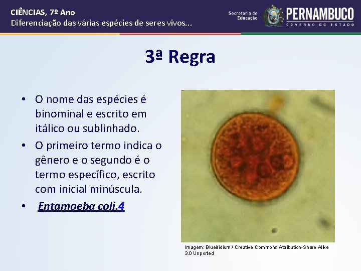 CIÊNCIAS, 7º Ano Diferenciação das várias espécies de seres vivos. . . 3ª Regra CIÊNCIAS, 7º Ano Diferenciação das várias espécies de seres vivos. . . 3ª Regra