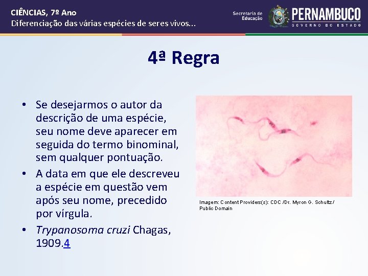CIÊNCIAS, 7º Ano Diferenciação das várias espécies de seres vivos. . . 4ª Regra CIÊNCIAS, 7º Ano Diferenciação das várias espécies de seres vivos. . . 4ª Regra