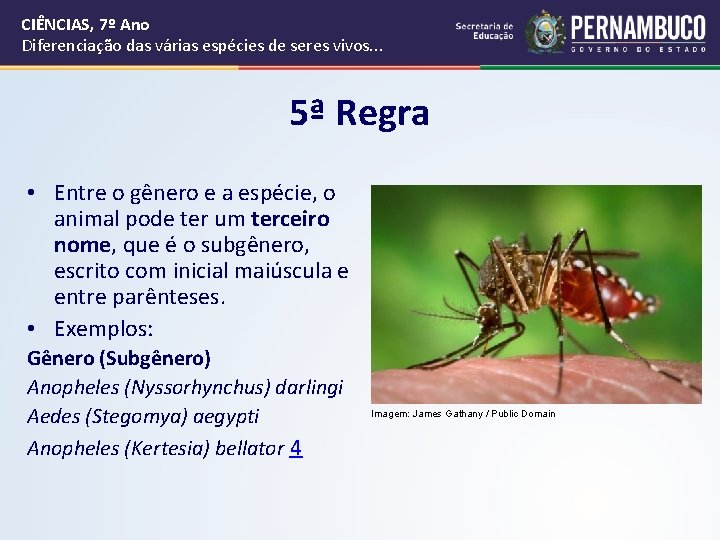 CIÊNCIAS, 7º Ano Diferenciação das várias espécies de seres vivos. . . 5ª Regra CIÊNCIAS, 7º Ano Diferenciação das várias espécies de seres vivos. . . 5ª Regra