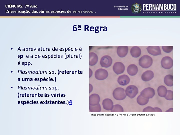 CIÊNCIAS, 7º Ano Diferenciação das várias espécies de seres vivos. . . 6ª Regra CIÊNCIAS, 7º Ano Diferenciação das várias espécies de seres vivos. . . 6ª Regra