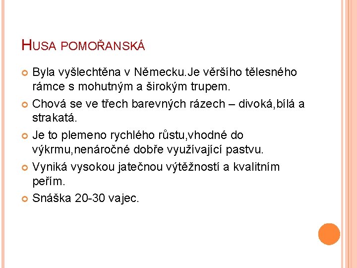 HUSA POMOŘANSKÁ Byla vyšlechtěna v Německu. Je věršího tělesného rámce s mohutným a širokým