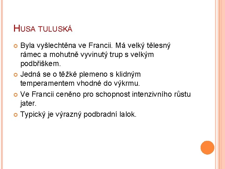 HUSA TULUSKÁ Byla vyšlechtěna ve Francii. Má velký tělesný rámec a mohutně vyvinutý trup