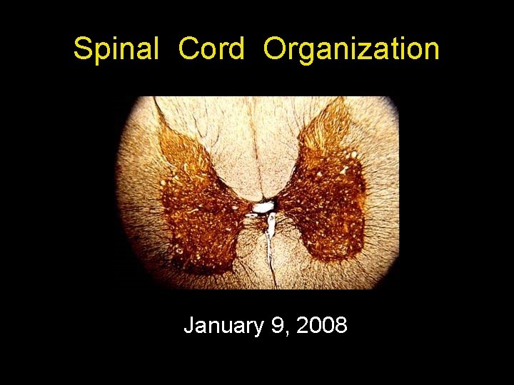 Spinal Cord Organization January 9, 2008 