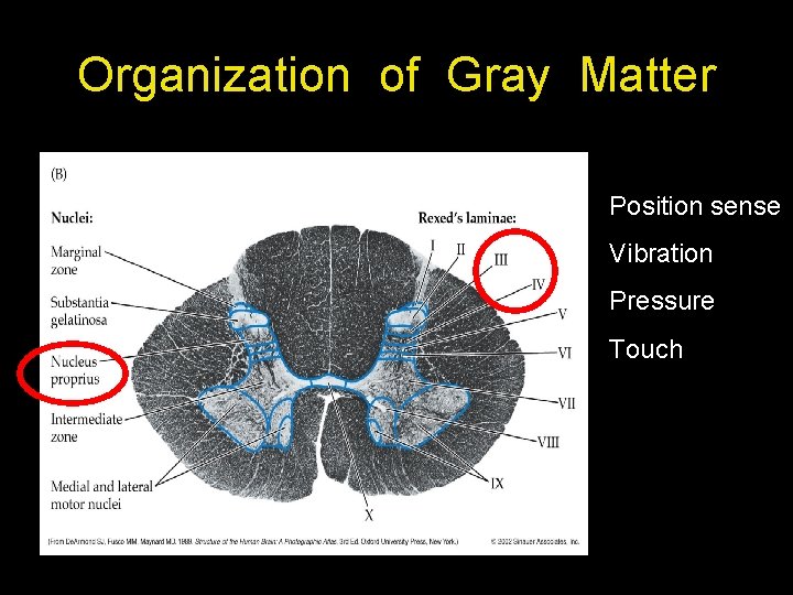 Organization of Gray Matter Position sense Vibration Pressure Touch 