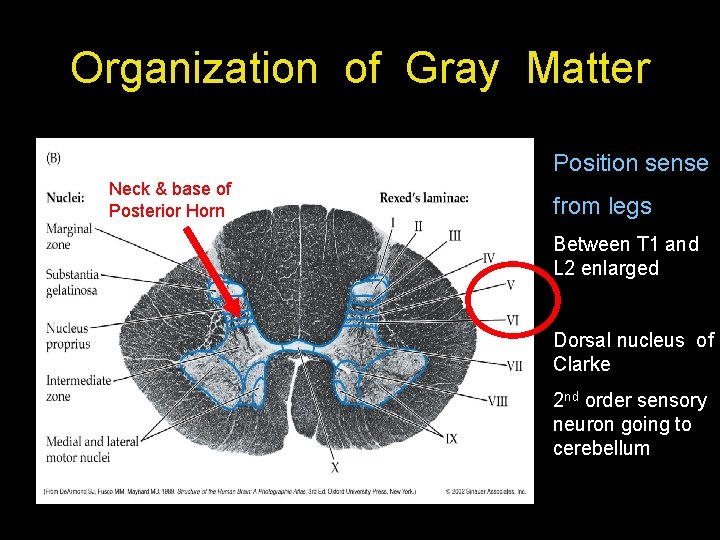 Organization of Gray Matter Position sense Neck & base of Posterior Horn from legs