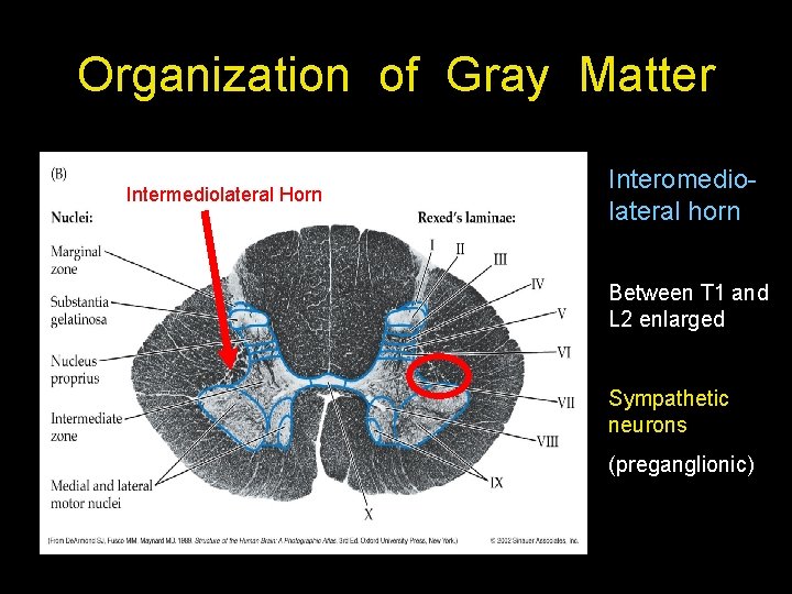 Organization of Gray Matter Intermediolateral Horn Interomediolateral horn Between T 1 and L 2