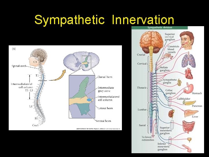 Sympathetic Innervation 