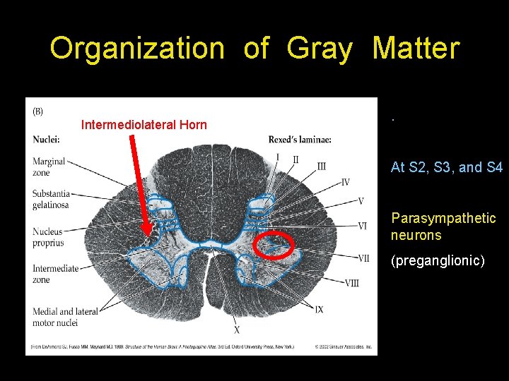 Organization of Gray Matter Intermediolateral Horn . At S 2, S 3, and S Organization of Gray Matter Intermediolateral Horn . At S 2, S 3, and S