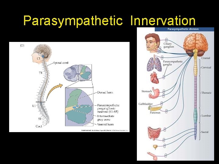 Parasympathetic Innervation 