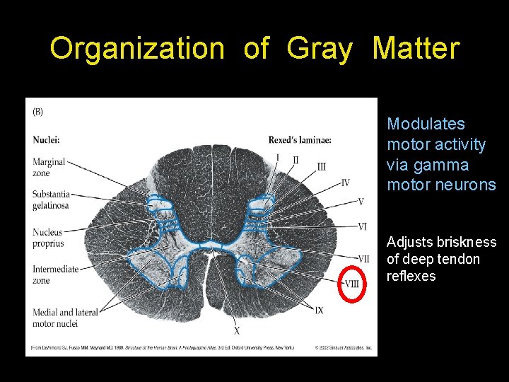 Organization of Gray Matter Modulates motor activity via gamma motor neurons Adjusts briskness of