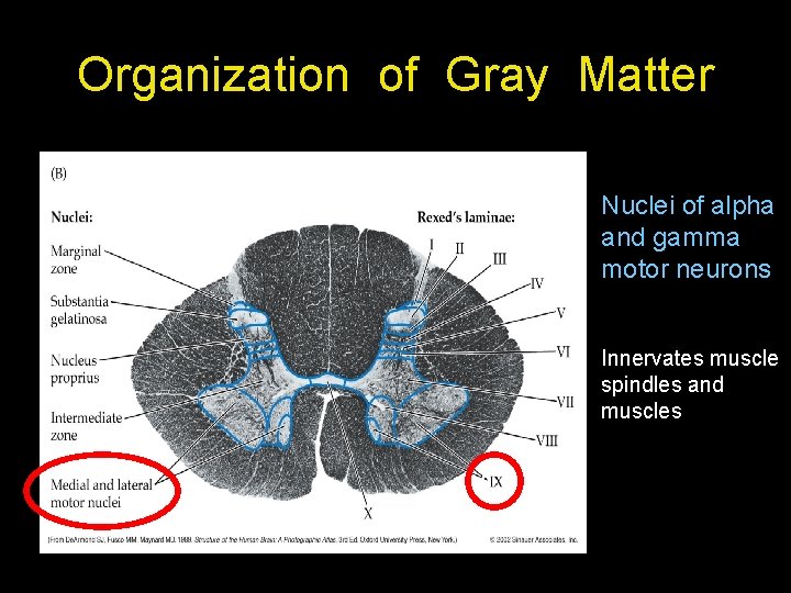 Organization of Gray Matter Nuclei of alpha and gamma motor neurons Innervates muscle spindles