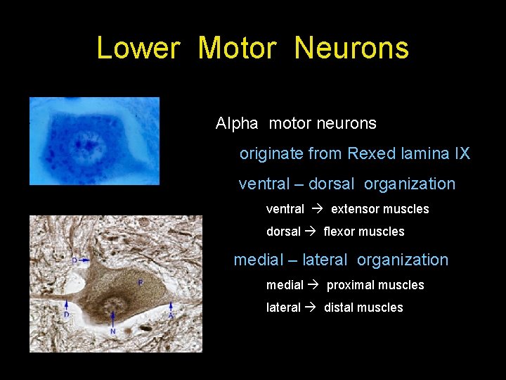 Lower Motor Neurons Alpha motor neurons originate from Rexed lamina IX ventral – dorsal