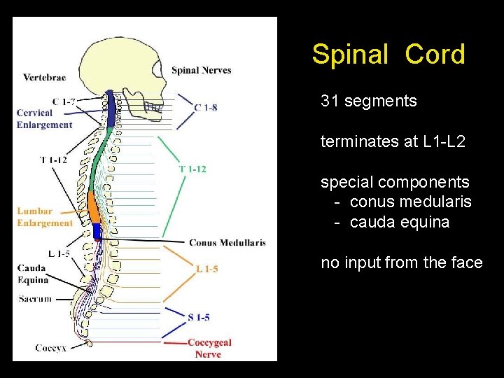 Spinal Cord 31 segments terminates at L 1 -L 2 special components - conus