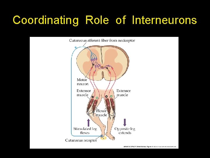 Coordinating Role of Interneurons Coordinating Role of Interneurons