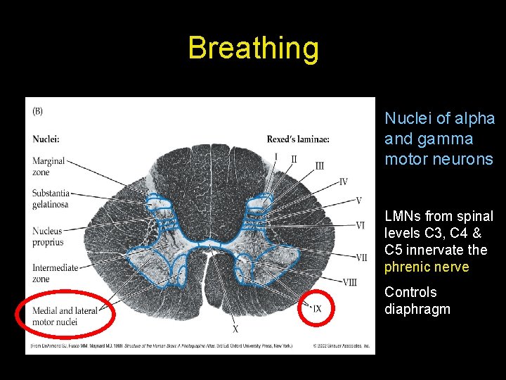 Breathing Nuclei of alpha and gamma motor neurons LMNs from spinal levels C 3, Breathing Nuclei of alpha and gamma motor neurons LMNs from spinal levels C 3,