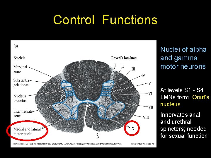 Control Functions Nuclei of alpha and gamma motor neurons At levels S 1 - Control Functions Nuclei of alpha and gamma motor neurons At levels S 1 -