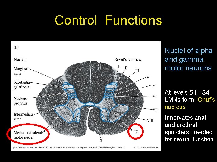 Control Functions Nuclei of alpha and gamma motor neurons At levels S 1 -