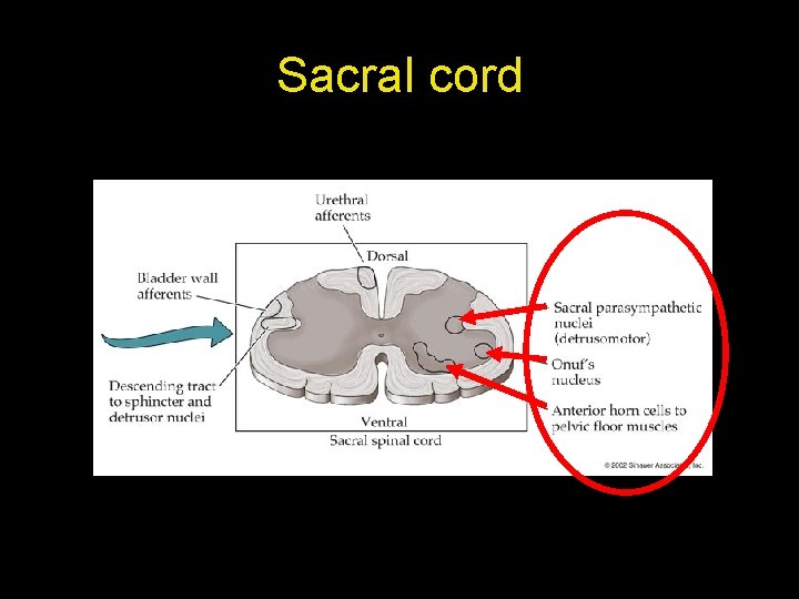 Sacral cord Sacral cord
