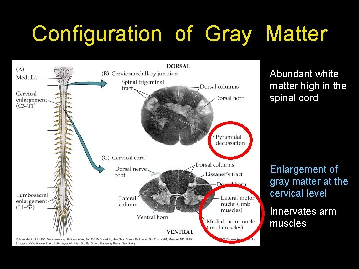 Configuration of Gray Matter Abundant white matter high in the spinal cord Enlargement of