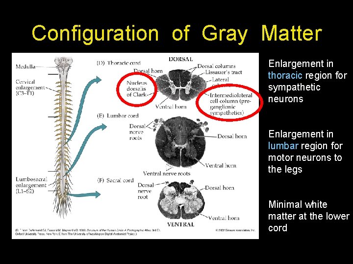 Configuration of Gray Matter Enlargement in thoracic region for sympathetic neurons Enlargement in lumbar