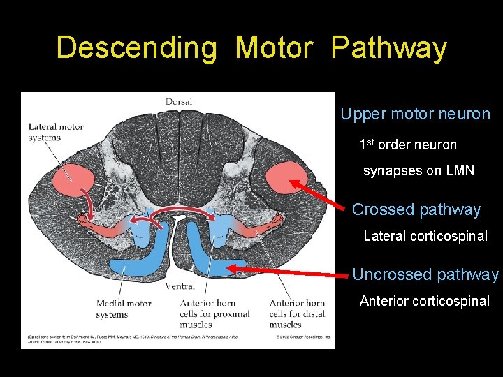 Descending Motor Pathway Upper motor neuron 1 st order neuron synapses on LMN Crossed